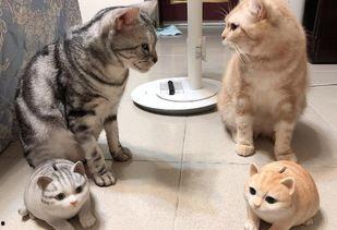 娱乐吃瓜酱小猫民宿,娱乐吃瓜酱的温馨食宿之旅