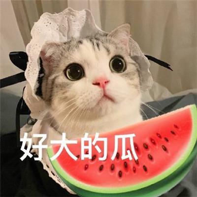 娱乐吃瓜酱小猫民宿,娱乐吃瓜酱的温馨食宿之旅
