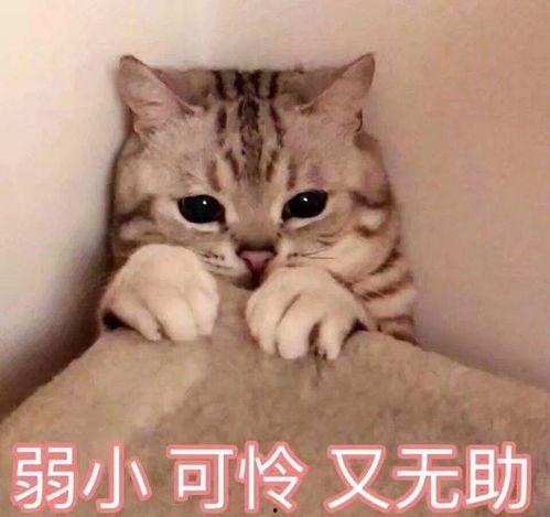 娱乐吃瓜酱小猫民宿,娱乐吃瓜酱的温馨食宿之旅