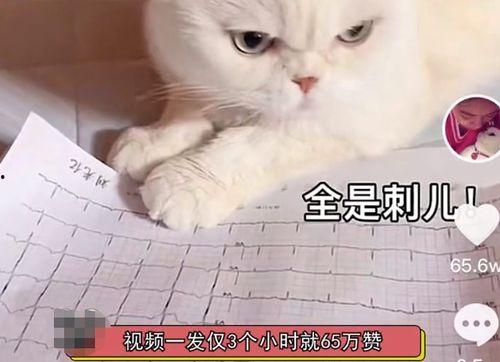 娱乐吃瓜君说刘二豆,娱乐吃瓜君揭秘娱乐圈新宠