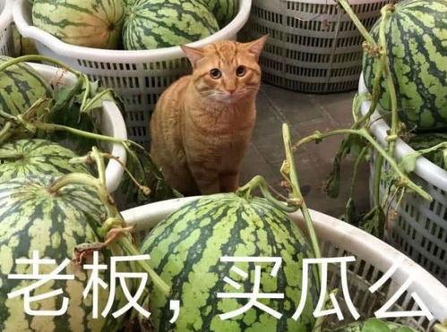 浮云娱乐吃瓜,揭秘娱乐圈最新吃瓜事件