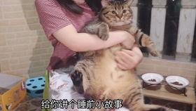 娱乐吃瓜酱剪猫,揭秘“剪猫”背后的故事与真相