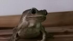 娱乐吃瓜大蛤蟆,揭秘娱乐圈幕后趣闻